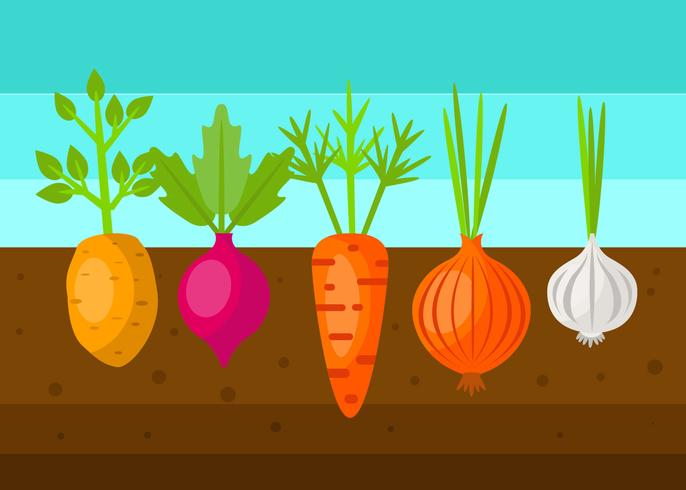 How to start a vegetable garden at home