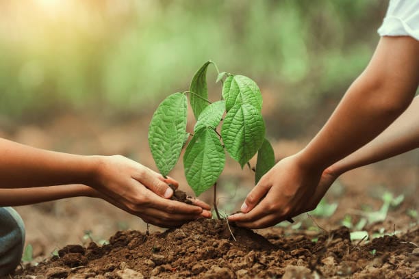 How to plant a tree properly