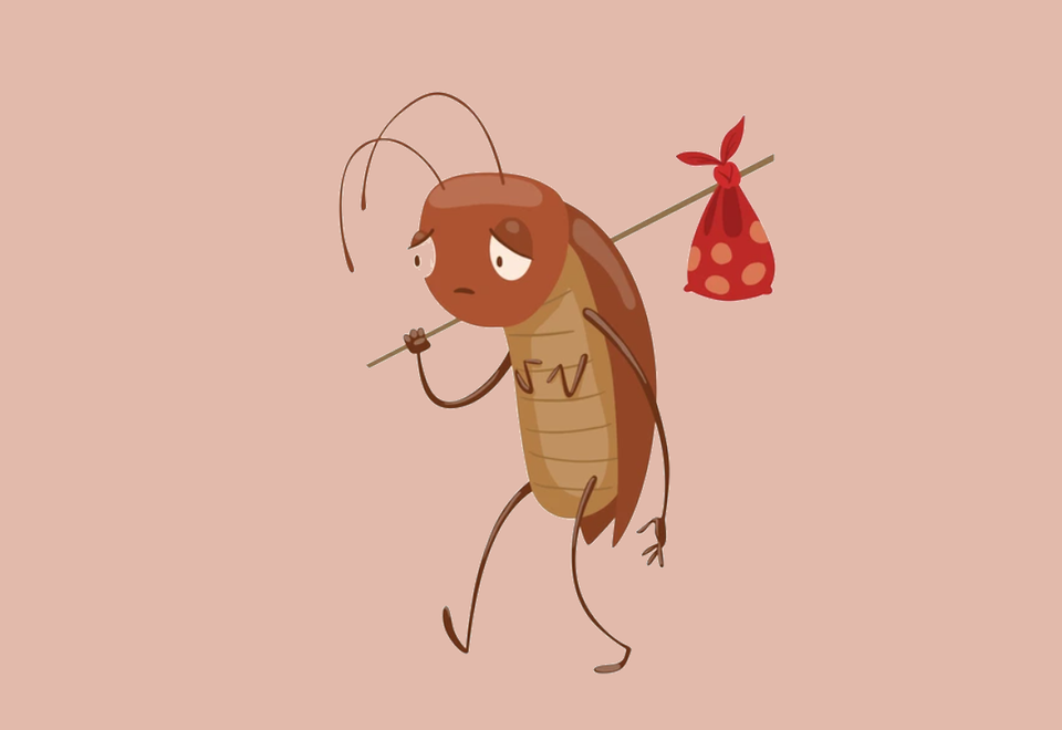 How to get rid of roaches